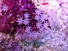 画像2: No.21 フィジー産 クダサンゴ (2)