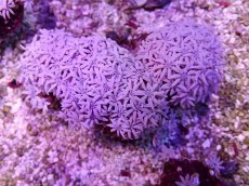 画像1: No.22 フィジー産 クダサンゴ (1)