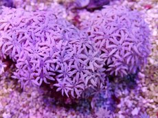 画像2: No.22 フィジー産 クダサンゴ (2)