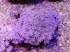 画像1: No.23 フィジー産 クダサンゴ (1)