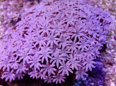 画像2: No.23 フィジー産 クダサンゴ (2)