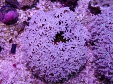 画像1: No.24 フィジー産 クダサンゴ (1)