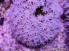 画像2: No.24 フィジー産 クダサンゴ (2)