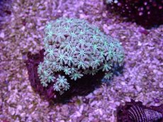 画像1: No.25 フィジー産 クダサンゴ (1)