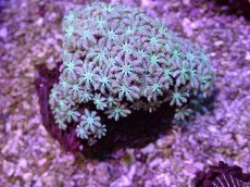 画像2: No.25 フィジー産 クダサンゴ (2)