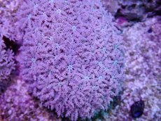 画像2: No.26 フィジー産 クダサンゴ (2)