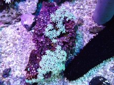 画像1: No.27 フィジー産 クダサンゴ (1)