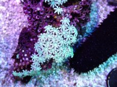 画像2: No.27 フィジー産 クダサンゴ (2)