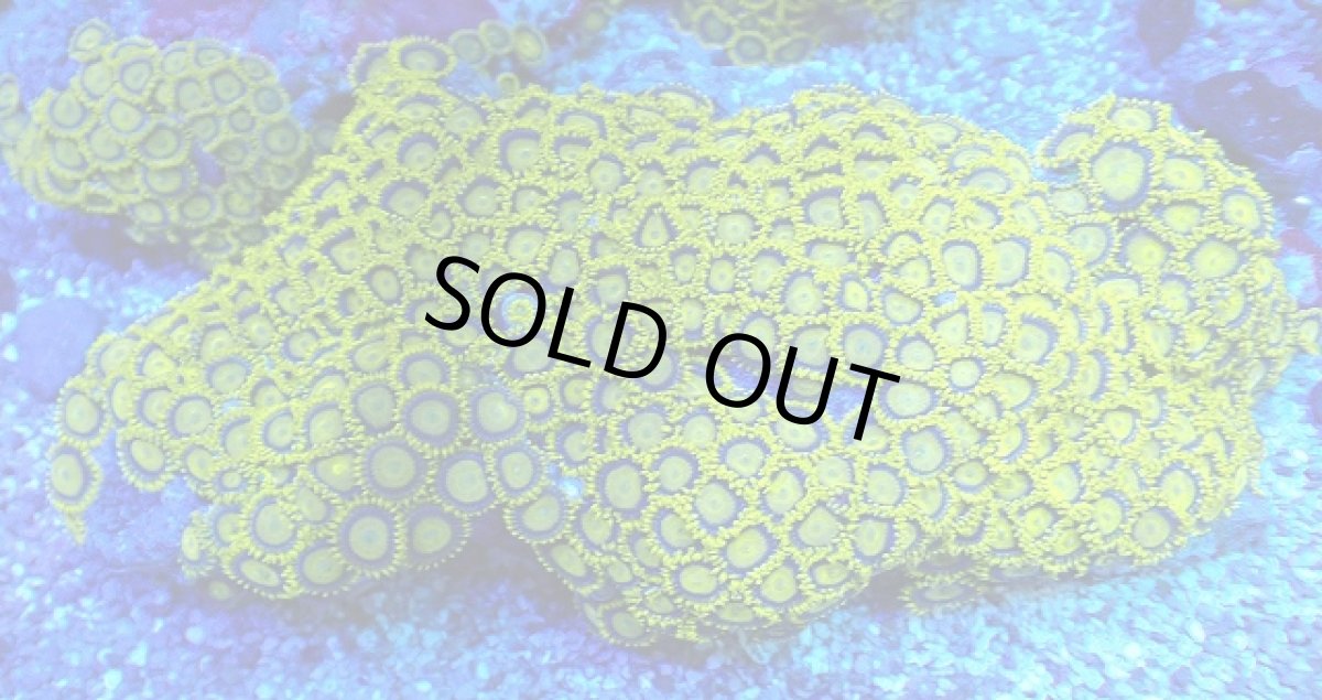 画像1: No.1  フィジー産 マメスナギンチャク ゴールドラッシュ XXL (1)