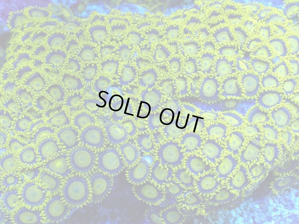 画像2: No.1  フィジー産 マメスナギンチャク ゴールドラッシュ XXL (2)