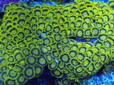 画像2: No.1  フィジー産 マメスナギンチャク ゴールドラッシュ XXL (2)