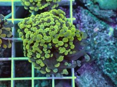 画像1: No.1 カンムリハナサンゴ (1)