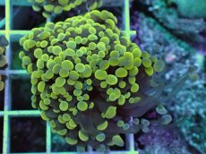 画像2: No.1 カンムリハナサンゴ (2)