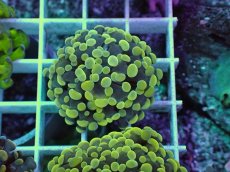 画像1: No.2 カンムリハナサンゴ (1)