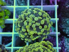 画像2: No.2 カンムリハナサンゴ (2)