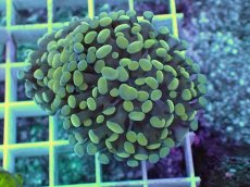 画像1: No.3 カンムリハナサンゴ (1)