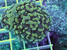 画像2: No.3 カンムリハナサンゴ (2)