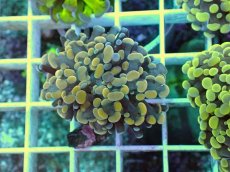 画像1: No.4 カンムリハナサンゴ (1)