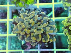 画像2: No.4 カンムリハナサンゴ (2)