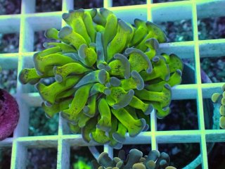 ライブロック ミックスザイズ を買うならアクアスタイルユー 海水魚