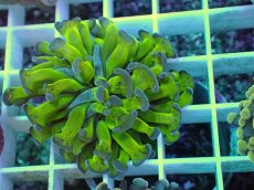 画像2: No.5 ナガレハナサンゴ (2)