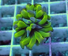 画像1: No.6 ナガレハナサンゴ (1)