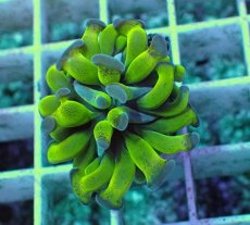 画像2: No.6 ナガレハナサンゴ (2)