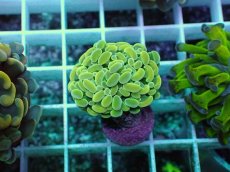 画像1: No.7 ナガレハナサンゴ (1)