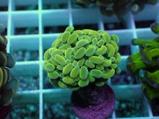 画像2: No.7 ナガレハナサンゴ (2)