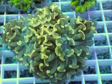 画像1: No.8 ナガレハナサンゴ (1)