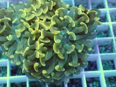 画像2: No.8 ナガレハナサンゴ (2)