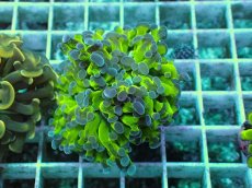 画像1: No.9 ナガレハナサンゴ (1)