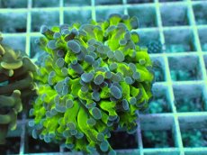 画像2: No.9 ナガレハナサンゴ (2)