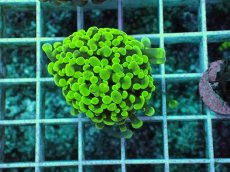 画像1: No.10 カンムリハナサンゴ (1)