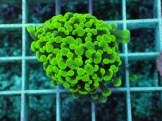 画像2: No.10 カンムリハナサンゴ (2)