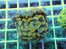 画像1: No.11 ナガレハナサンゴ (1)