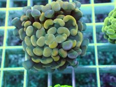 画像2: No.11 ナガレハナサンゴ (2)