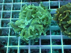 画像1: No.12 ナガレハナサンゴ (1)