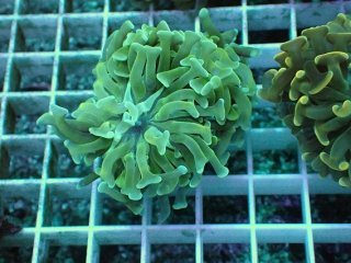 No.20 Holy grail Torch ホーリーグレイル Bananaを買うならアクア