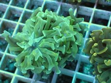 画像2: No.12 ナガレハナサンゴ (2)