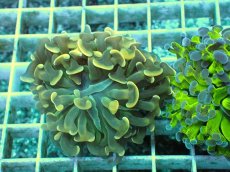 画像2: No.13 ナガレハナサンゴ (2)