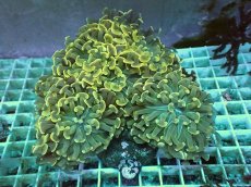 画像1: No.14 ナガレハナサンゴ (1)