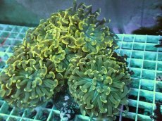 画像2: No.14 ナガレハナサンゴ (2)