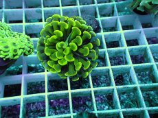 画像1: No.15 ナガレハナサンゴ (1)