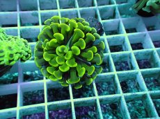 画像2: No.15 ナガレハナサンゴ (2)