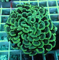 画像1: No.16 ナガレハナサンゴ (1)