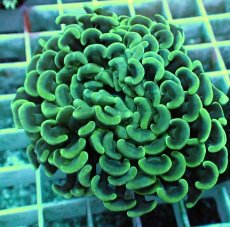 画像2: No.16 ナガレハナサンゴ (2)