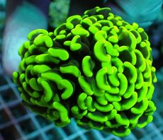 画像1: No.17 ナガレハナサンゴ (1)