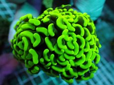 画像2: No.17 ナガレハナサンゴ (2)