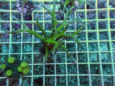 画像1: No.1 トゲサンゴ グリーン (1)